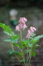 Pacific Bleeding heart Dicentra formosa Spring magic, pink flowering plant